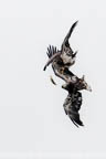 Juvenile Bald Eagles fighting Over Fish